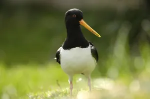 Eurasian Oystercatcher (Haematopus ostralegus)