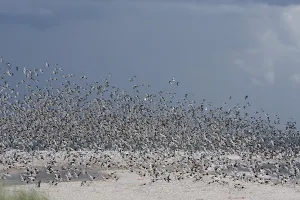 Eurasian oystercatcher (Haematopus ostralegus)