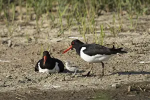 Eurasian oystercatcher (Haematopus ostralegus)