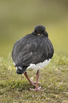 Eurasian Oystercatcher (Haematopus ostralegus) adult