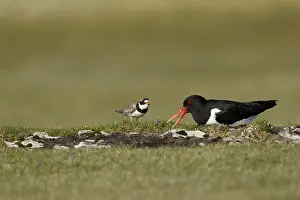 Eurasian Oystercatcher (Haematopus ostralegus) adult