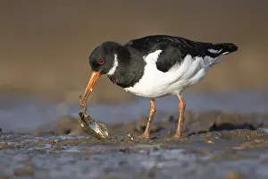 Eurasian oystercatcher (Haematopus ostralegus) adult wading bird feeding on a mussel shell on a coastline