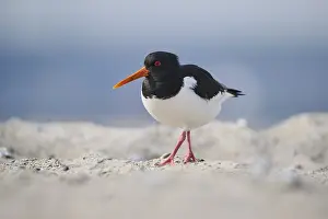 Eurasian oystercatcher (Haematopus ostralegus) on the beach