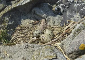 Eurasian oystercatcher (Haematopus ostralegus) clutch