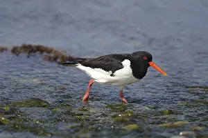 Eurasian oystercatcher (Haematopus ostralegus) foraging in the water