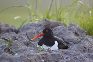 Eurasian Oystercatcher (Haematopus ostralegus) incubating