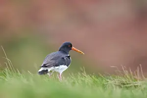 Eurasian oystercatcher (Haematopus ostralegus) on a meadow
