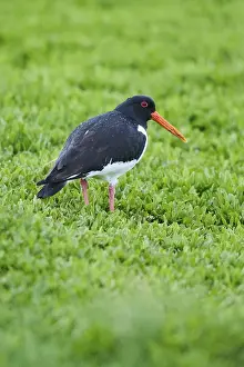 Eurasian oystercatcher (Haematopus ostralegus) on a meadow