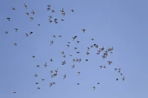 Eurasian oystercatcher (Haematopus ostralegus) is the national bird of the Faroe Islands where it is called TJALDUR
