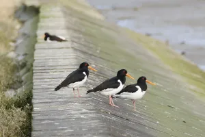 Eurasian oystercatcher (Haematopus ostralegus) on the North Sea coast