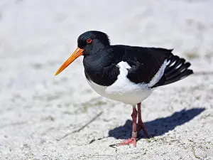 Eurasian oystercatcher (Haematopus ostralegus) in the sand