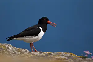 Eurasian Oystercatcher (Haematopus ostralegus) standing with its beak open