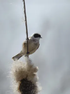 Eurasian Penduline Tit (Remiz pendulinus)