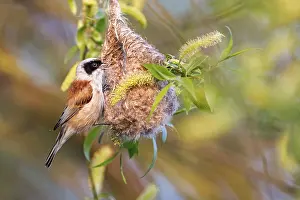 Eurasian Penduline Tit (Remiz pendulinus) male singing at nest
