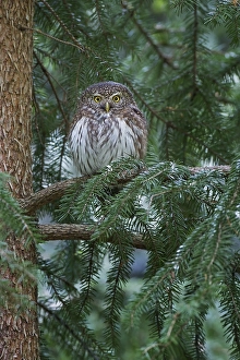 Eurasian Pygmy Owl (Glaucidium passerinum), Saxony, Germany, Europe