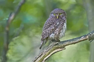 Eurasian Pygmy Owl (Glaucidium passerinum)