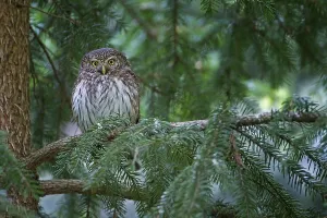 Eurasian Pygmy Owl (Glaucidium passerinum)
