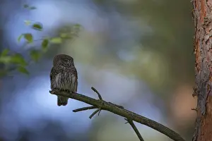 Eurasian Pygmy Owl (Glaucidium passerinum)