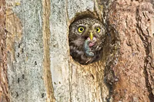 Eurasian Pygmy Owl (Glaucidium passerinum) female looking out of breeding cavity with food in beak