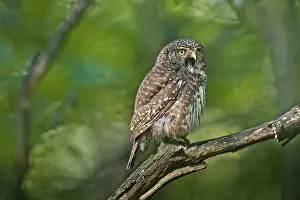 Eurasian Pygmy Owl (Glaucidium passerinum) female perched on a branch