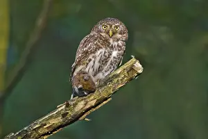 Eurasian Pygmy Owl (Glaucidium passerinum) female perched on a branch with prey