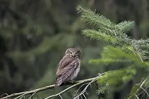 Eurasian pygmy owl (Glaucidium passerinum) (Strix passerina) perched in tree in coniferous forest