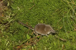 Eurasian pygmy shrew (Sorex minutus)