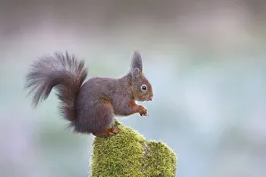 Eurasian red squirrel (Sciurus vulgaris)