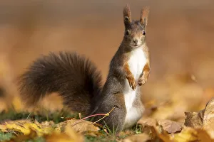 Eurasian red squirrel (Sciurus vulgaris)