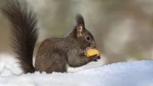 Eurasian red squirrel (Sciurus vulgaris)