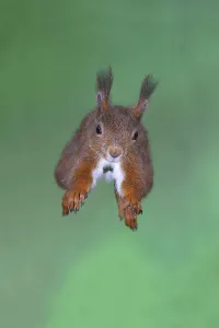 Eurasian red squirrel (Sciurus vulgaris)