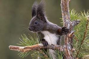 Eurasian red squirrel (Sciurus vulgaris)