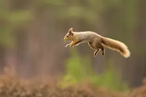 Eurasian red squirrel (Sciurus vulgaris)