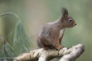Eurasian red squirrel (Sciurus vulgaris)