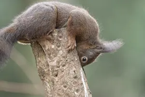 Eurasian red squirrel (Sciurus vulgaris)