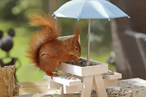 Eurasian red squirrel (Sciurus vulgaris)