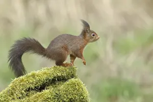 Eurasian red squirrel (Sciurus vulgaris)