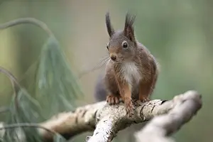 Eurasian red squirrel (Sciurus vulgaris)