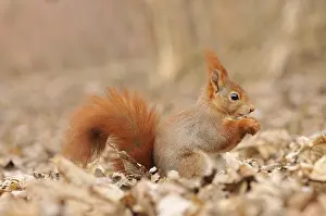 Eurasian red squirrel (Sciurus vulgaris)