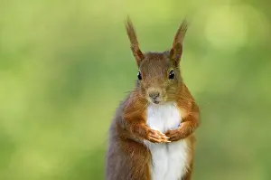 Eurasian red squirrel (Sciurus vulgaris)