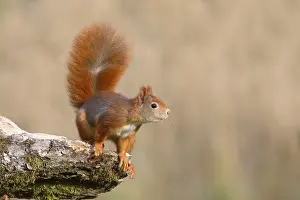 Eurasian red squirrel (Sciurus vulgaris)
