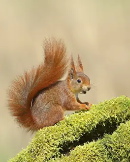 Eurasian red squirrel (Sciurus vulgaris)