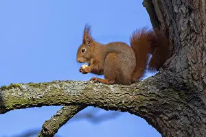 Eurasian red squirrel (Sciurus vulgaris)