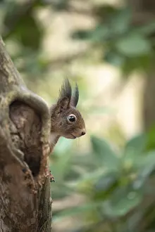 Eurasian red squirrel (Sciurus vulgaris)