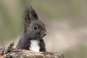 Eurasian red squirrel (Sciurus vulgaris)
