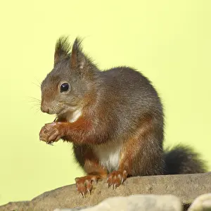 Eurasian red squirrel (Sciurus vulgaris)