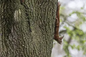 Eurasian red squirrel (Sciurus vulgaris)