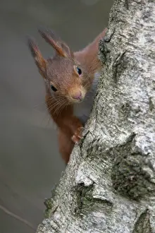 Eurasian red squirrel (Sciurus vulgaris)