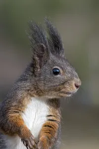 Eurasian red squirrel (Sciurus vulgaris)