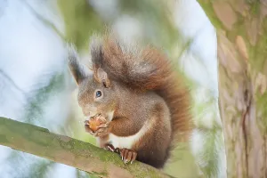 Eurasian red squirrel (Sciurus vulgaris)